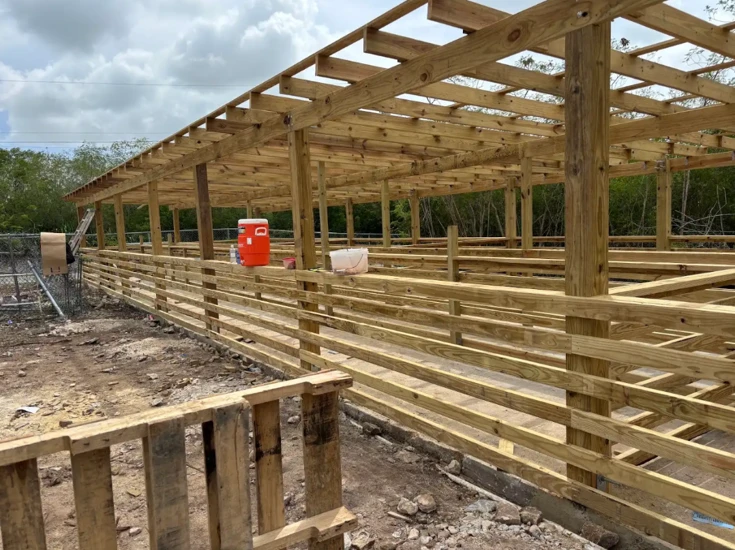 Kew Farm & Animal Husbandry - timber framing under construction